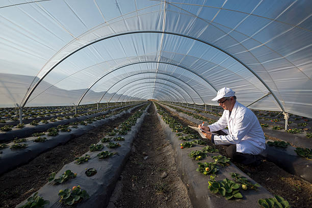 istock Agricultural engineer working in the greenhouse. Organic agricul 506249678