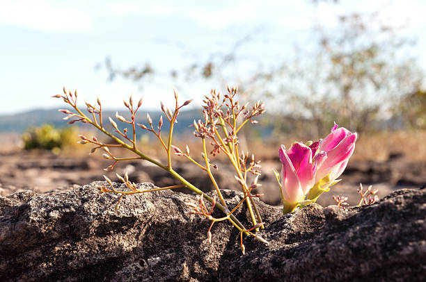 Pink flowers on Rock at Lan Hin Tak  Natural split of rock and destination at Ubonratchathani province,Thailand.