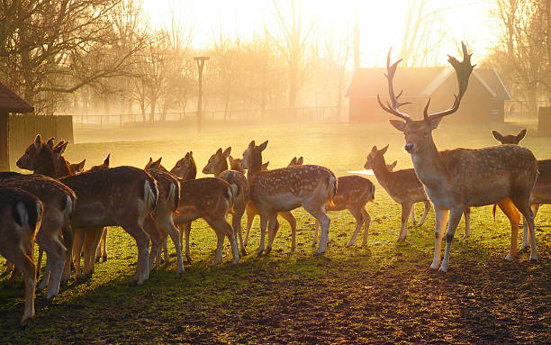istock Misty sunrise at the deer camp 506250564