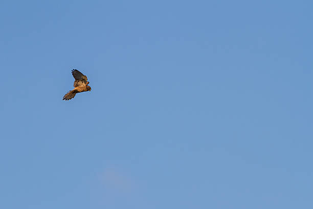 istock kestrel praying in the air 506250616