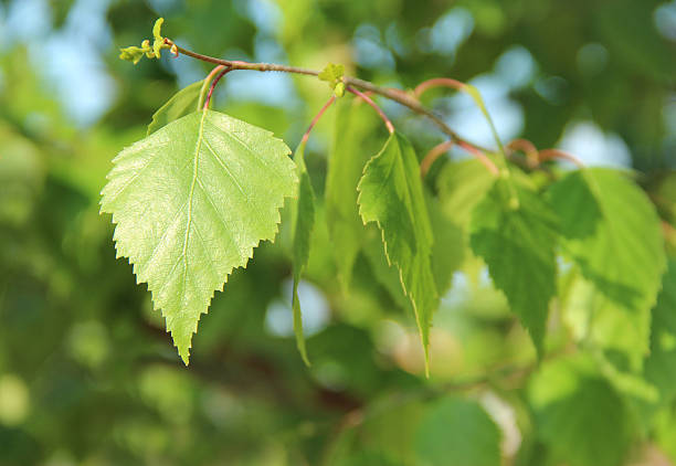 3870_Young birch leaves Birch branch in May against the backdrop of leaves. Green leaves of birch young. birch tree photos stock pictures, royalty-free photos & images