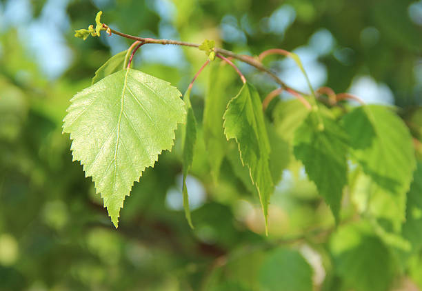 3870_young liści brzozy - silver birch tree zdjęcia i obrazy z banku zdjęć