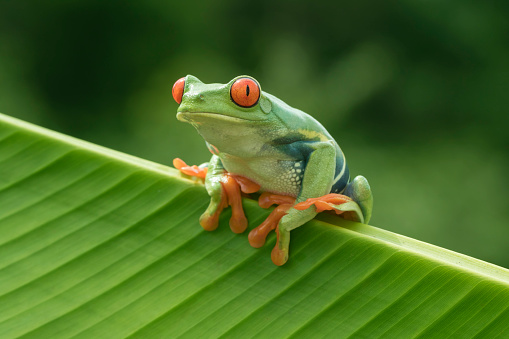 Close-up of a tiny, beautiful Maldonada redbelly toad sitting on the thumb of a man, Itatiaia, Brazil