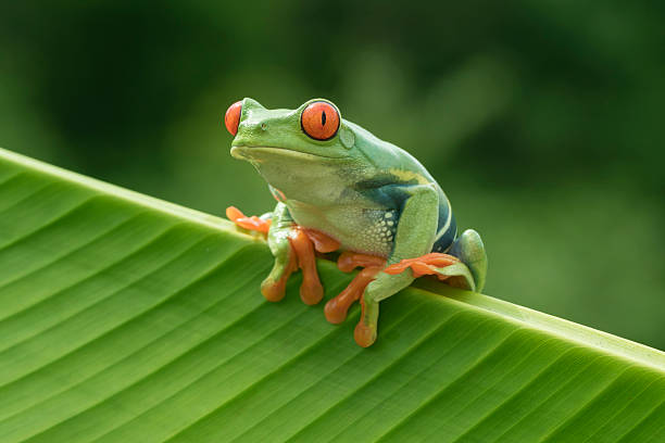 Red-eyed Tree Frog in Rainforest Red-eyed Tree Frog in Rainforest tree frog photos stock pictures, royalty-free photos & images
