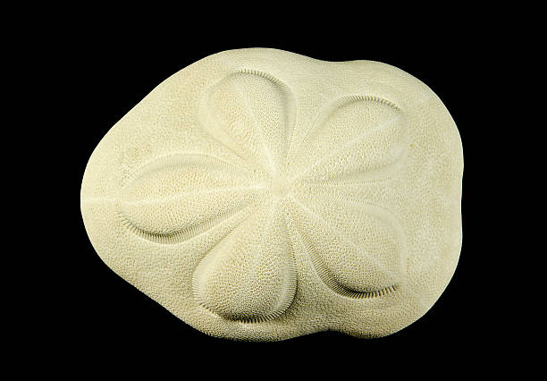 istock Sea Biscuit Clypeaster Rosaceus On Black 506252712