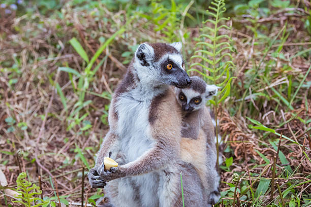 Ringtailed Lemurs Family Stock Photo - Download Image Now - Africa, Animal, Animal Family - iStock Ringtailed Lemurs Family Stock Photo - Download Image Now - Africa, Animal, Animal Family - iStock