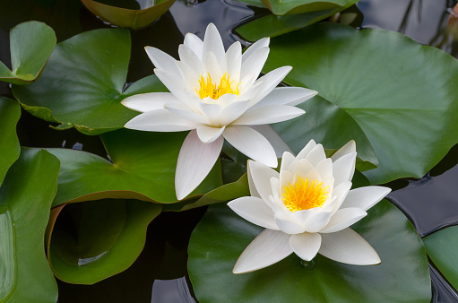 European White Waterlily with Green Leaves Closeup from Above