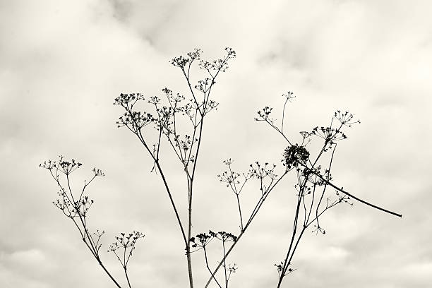 istock Dry wilted decorative berry or herb twig 506253648