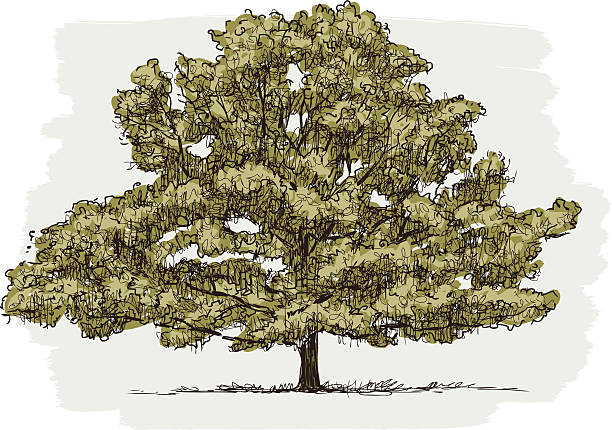 old oak Vector image of the old oak tree. old oak tree stock illustrations