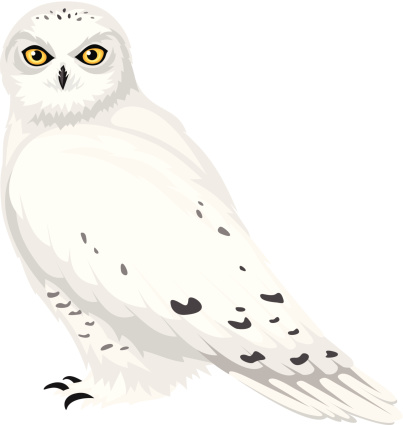 Vector white snowy owl isolated on a white background.