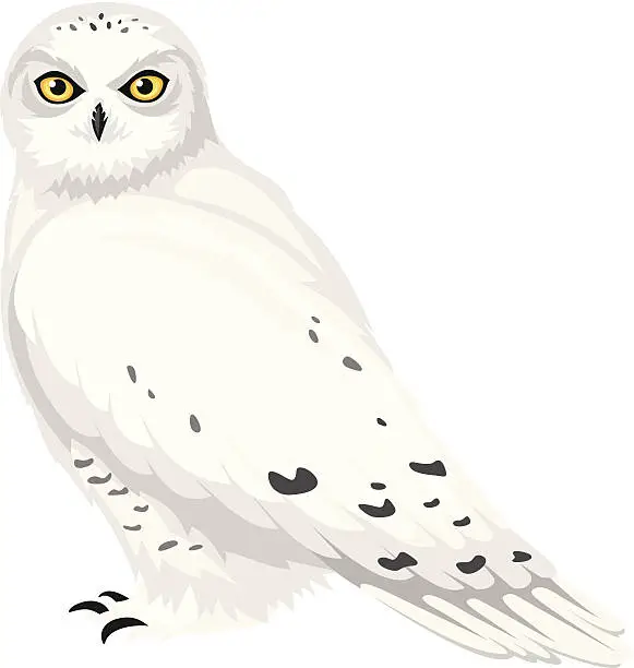 Vector illustration of Snowy owl. Vector illustration.
