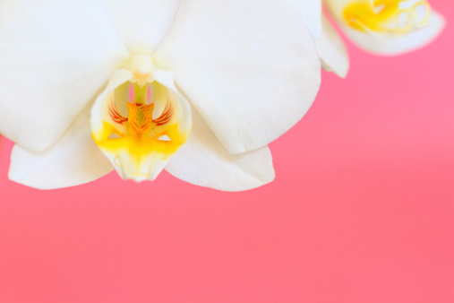 Macro White Phalaenopsis Orchid On Pink With Copy Space
