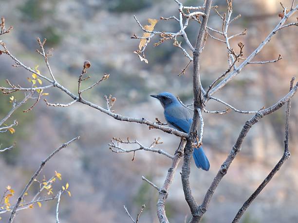 Close up of a Pinyon Jay sitting on a tree branch in the fall at the Grand Canyon, Arizona.