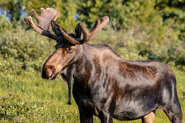 istock Large Bull Moose in Summer Velvet 506284117