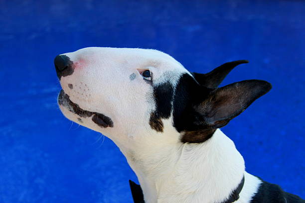 Bull Terrier Sweet friend english bull terrier stock pictures, royalty-free photos & images