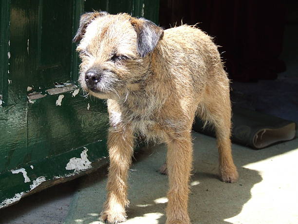 istock Veteran Border Terrier bitch, age 10, enjoying sun on doorstep 506284697