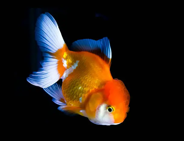 Goldfish in Aquarium.Fish and water are saturate colour with display colour lighting.