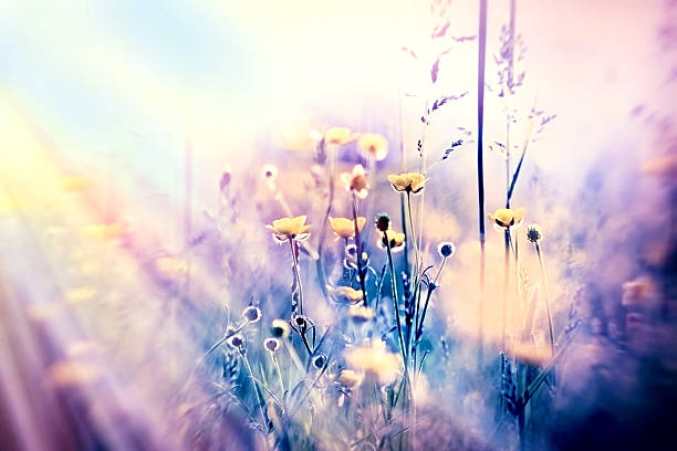 istock Soft focus on yellow meadow flowers - unfocused 506285785