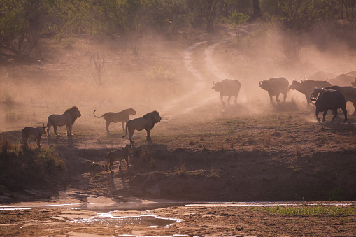 Lions hunting. Kruger National park. South Africa