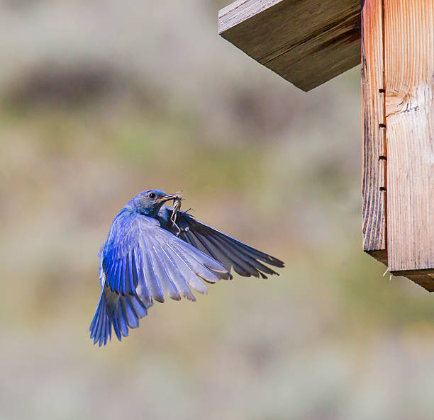 istock Hungry for Hoppers Without Birdhouse 506286287
