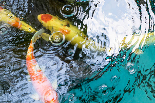 istock Koi fish are farmed in ponds. 506286394