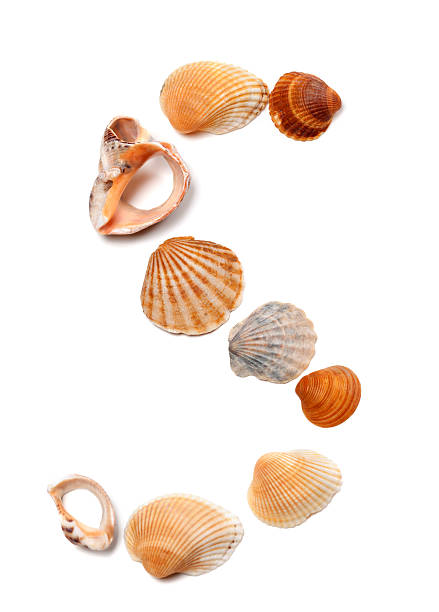istock Letter S composed of seashells 506286561