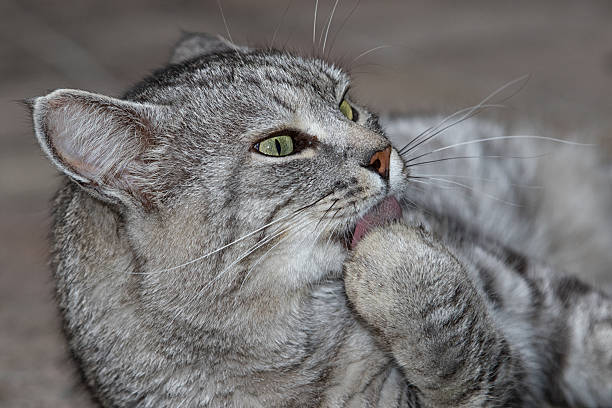 istock Grey striped cat licking its paw 506286958