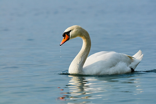 Swan in water