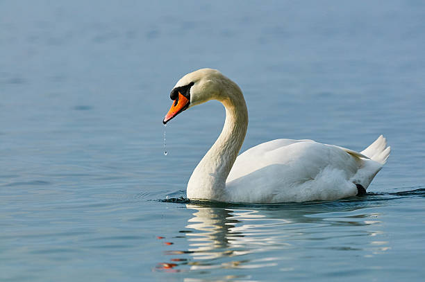 Swan in water White swan swimming in the water of a cool river swan photos stock pictures, royalty-free photos & images