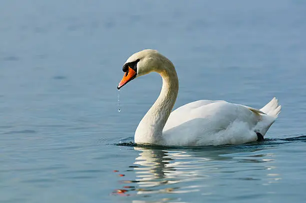 Photo of Swan in water