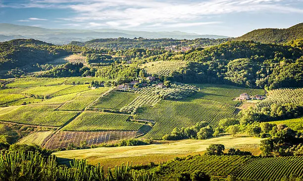 Aerial view of green vineyards in Tuscany, Italy