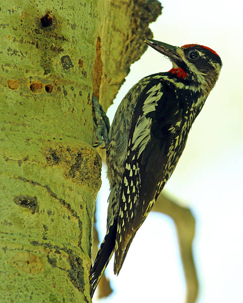 istock Red-naped Sapsucker Female At Nest 506287407