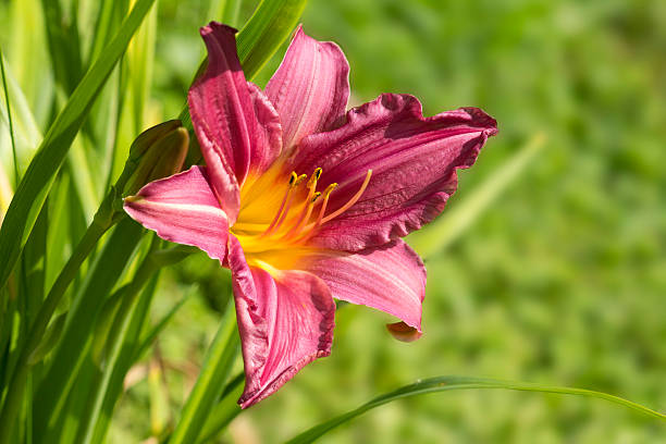 istock Day-Lily - flower for one day. 506287899