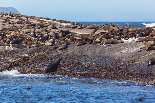 istock Brown fur seals colony 506287910
