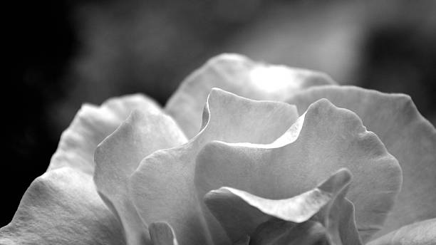 istock Old-fashioned Rose in monochrome 506288012