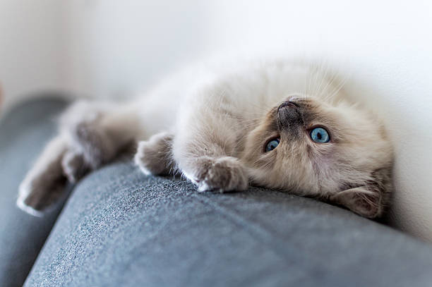 Tired Kitten Rag doll kitten lying on the couch.  ragdoll cat stock pictures, royalty-free photos & images