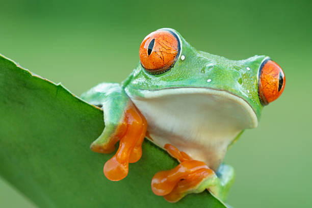 rana arborícola de los ojos rojos peeping de planta - amazonía del perú fotografías e imágenes de stock