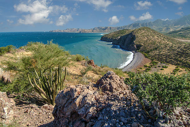 baja coast tarde - concho imagens e fotografias de stock