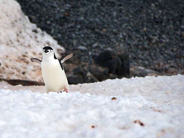 wild антарктический пингвинов в антарктике - half moon island horizontal penguin animal стоковые фото и изображения