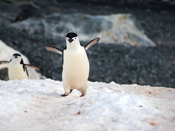 istock Wild Chinstrap Penguins in Antarctica 506288832