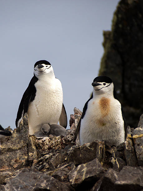 野生のペンギン chinstrap で南極大陸 - penguin walking water adult ストックフォトと画像