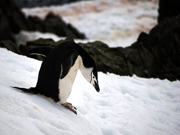 selvagem na antárctida chinstrap cartas normal do kde \ licença gplname - half moon island horizontal penguin animal imagens e fotografias de stock