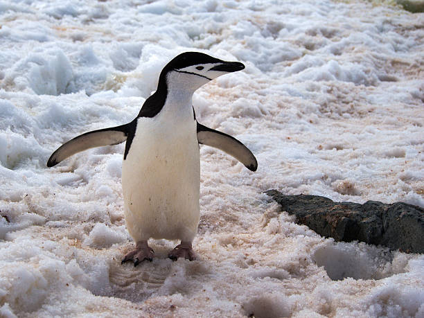 野生のペンギン chinstrap で南極大陸 - penguin walking water adult ストックフォトと画像
