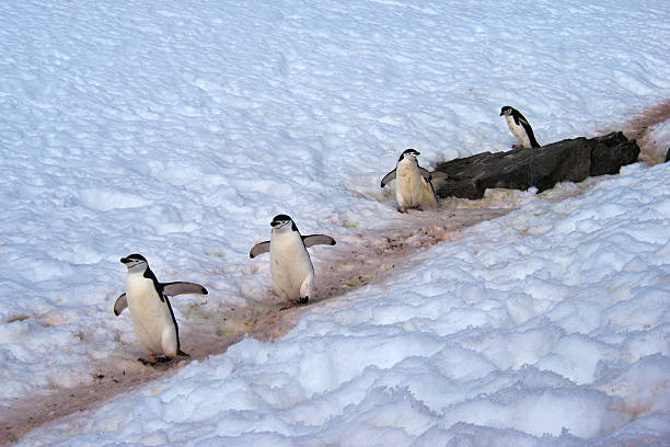 野生のペンギン chinstrap で南極大陸 - penguin walking water adult ストックフォトと画像