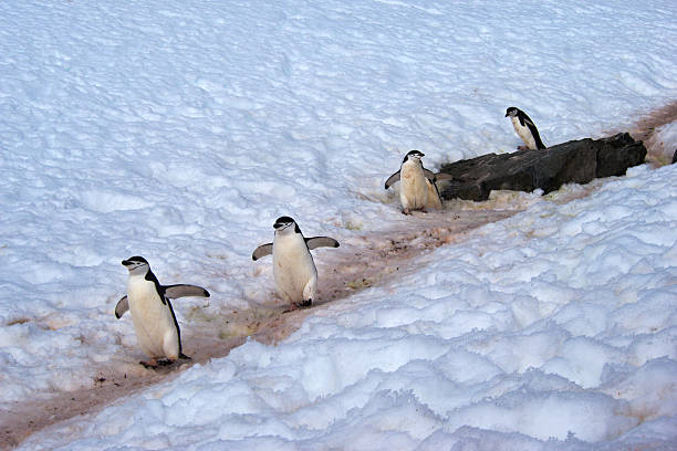 wild антарктический пингвинов в антарктике - half moon island horizontal penguin animal стоковые фото и изображения