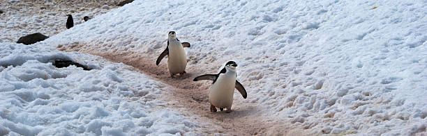 wild jugulaire penguins dans l'antarctique - half moon island horizontal penguin animal photos et images de collection