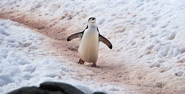 野生のペンギン chinstrap で南極大陸 - penguin walking water adult ストックフォトと画像