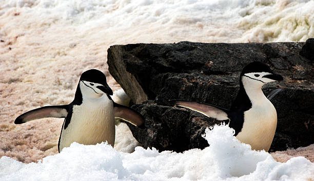 wild антарктический пингвинов в антарктике - half moon island horizontal penguin animal стоковые фото и изображения