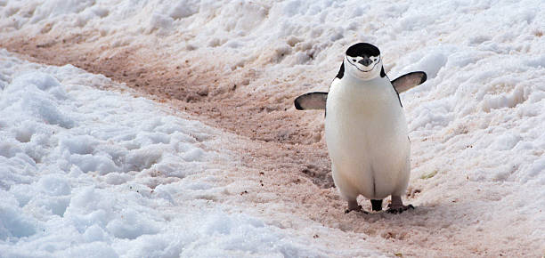 野生のペンギン chinstrap で南極大陸 - penguin walking water adult ストックフォトと画像