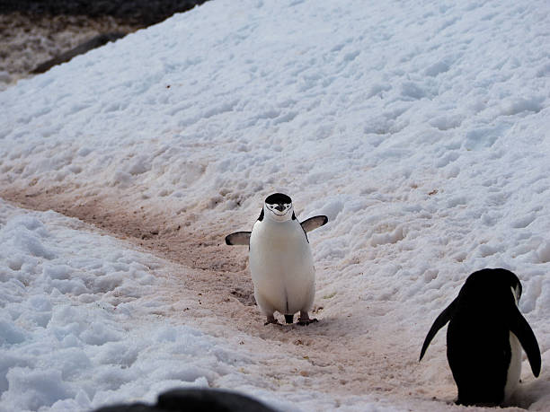 野生のペンギン chinstrap で南極大陸 - penguin walking water adult ストックフォトと画像